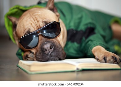 Dog In Glasses With Book