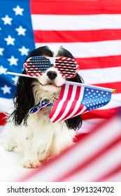 Dog in glasses holds American flag in his teeth against flag