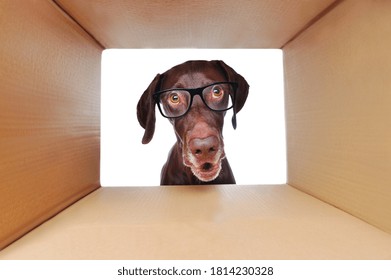 Dog In Glasses Looking Inside The Paper Box