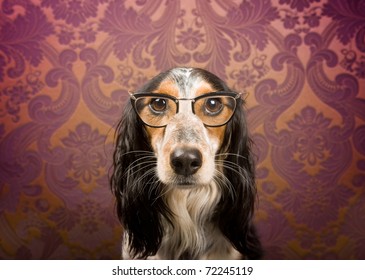 Dog With Glasses And Serious Look