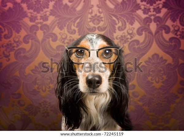 Custom design dog wallpaper for walls of a dog with glasses and serious look. 