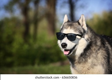 husky sunglasses