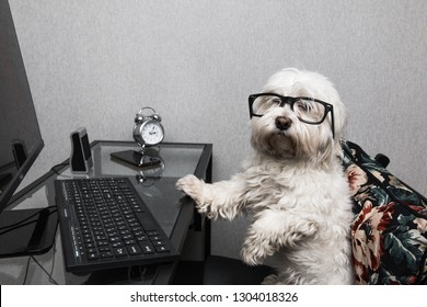 A dog with glasses is sitting at a computer table on a chair