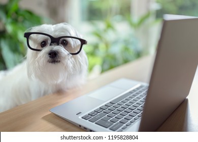 Dog With Glasses Using Laptop Computer