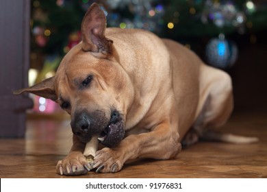 Dog Gnaws Bone Near Christmas Tree