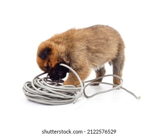 Dog Gnaws A Cable Isolated On A White Background.