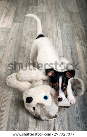 Similar – Image, Stock Photo colour harmony Animal Dog