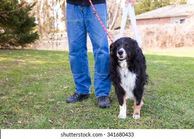 A Dog Goes For A Post Surgery Walk, After TPLO Knee Surgery, Supported By A Sling