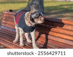 Dog with goggles wearing a knitted sweater enjoys a sunny day in the park