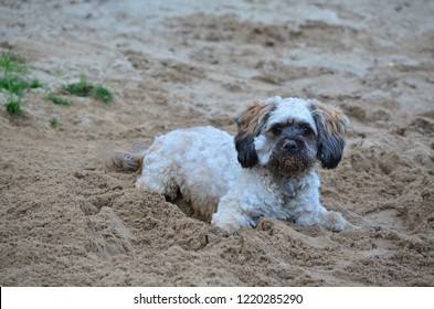 Dog Going Crazy In The Sand And Has A Snout Dirty. It Is Very Happy In Nature.