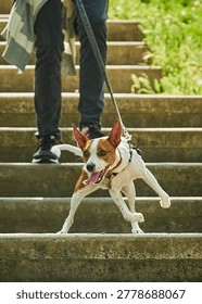 Dog going down the stairs. Dog pulling on the leash. Urban walk with a dog in the city