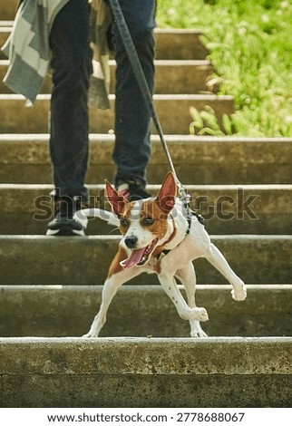 Dog going down the stairs. Dog pulling on the leash. Urban walk with a dog in the city