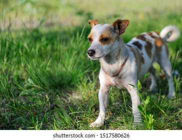 the dog with a golden chain - Shutterstock ID 1517580626