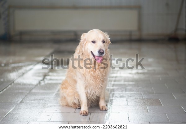 A\
dog, a Golden Retriever at a car wash.Car wash and\
dog.