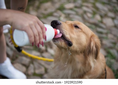 Dog Golden Retriever drinks water from a bottle on the street.