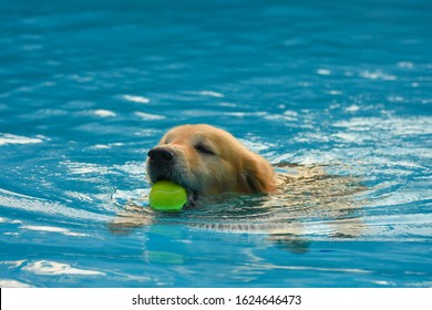 Dog (Golden Retriever) Exercise In Swimming Pool With A Tennis Ball