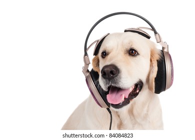 Dog Golden Retriever In The Headphones