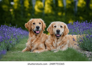 dog golden retriever labrador in a field of lavender flowers in the summer evening at sunset - Powered by Shutterstock