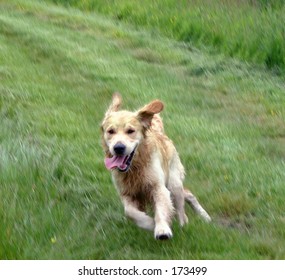 Dog Golden Retriever Looking Tail Wagging Running Through Grass Speed Fun