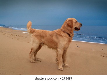 Dog Golden Retriever On Beach Shore Sea Looking Tail Wagging