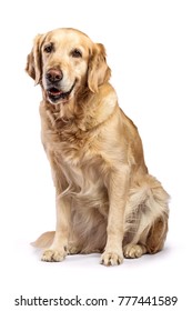 Dog Golden Retriever On White Background