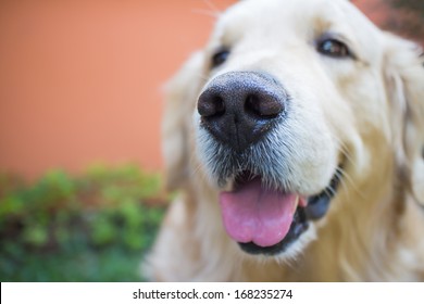 Thai Golden Retriever Dog Images Stock Photos Vectors Shutterstock