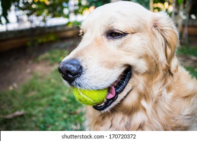 Thai Golden Retriever Dog Images Stock Photos Vectors Shutterstock