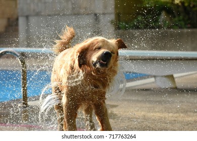 Dog (Golden Retriever) Shaking Water