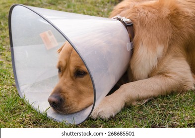 Dog (golden Retriever) Using Funnel Collar Because Of Irritating Skin Condition 