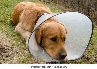 Dog (golden Retriever) Using Funnel Collar Because Of Irritating Skin Condition 