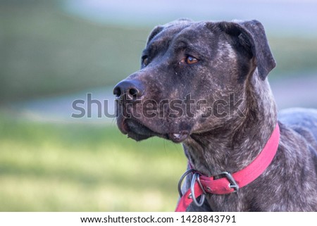 The dog is in the grass