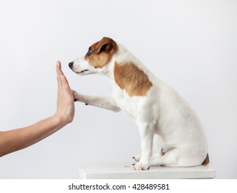 Dog Greeting And Human. Training Puppy. Friendship