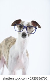 Dog greyhound portrait looking carefully with glasses of green frame in study with white background