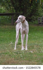 Dog Greyhound Sighthound White Pose