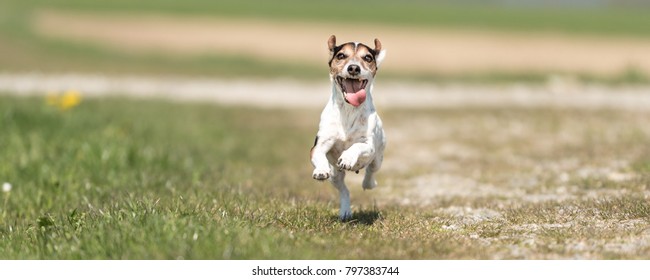 Dog grimaces and runs over a path in the evening or in the morning. Funny Jack Russell Terrier hound 10 years old. Hair style smooth