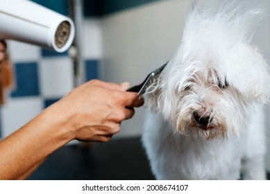 A Dog Groomer Dries A Bichon Maltese Dog With A Hair Dryer.