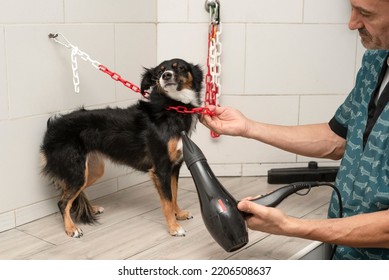 Dog Groomer Drying A Dog Off With Hair Dryer After Bath In A Dog Grooming Salon