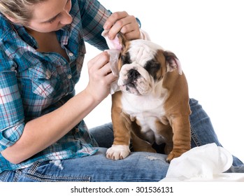 Dog Grooming - Bulldog Getting Ears Cleaned By Woman