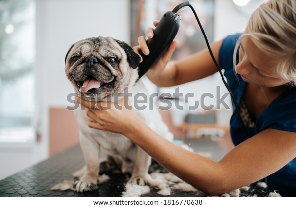 Dog grooming concept. Grooming and washing pug\
bread dog in the saloon