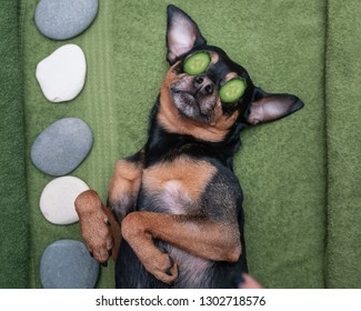Dog grooming. Cute pet relaxing in spa wellness . Dog with a slice of cucumbers on the eyes.
 Funny concept grooming, washing and caring for animals