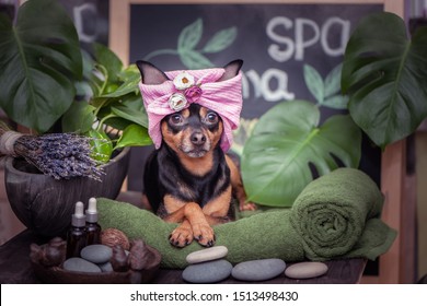 Dog grooming. Cute pet relaxing in spa wellness . Dog in a turban of a towel among the spa care items and plants. Funny concept grooming, washing and caring for animals
