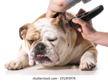 Dog Grooming - English Bulldog Getting Ears Shaved