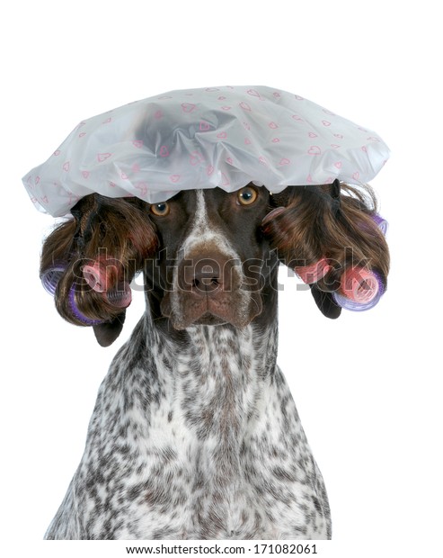 Dog Grooming German Shorthaired Pointer Wearing Stock Photo Edit