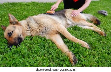 Dog grooming. The girl on the green grass is combing the fur of a German shepherd. - Powered by Shutterstock