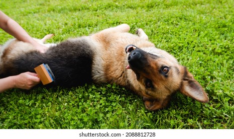 Dog grooming. The girl on the green grass is combing the fur of a German shepherd. - Powered by Shutterstock