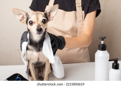 Dog Grooming, Groomer Wipes A Small Dog After Washing,pet In A Towel,pet Shampoo