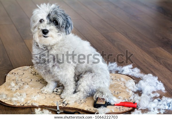 dog grooming at home