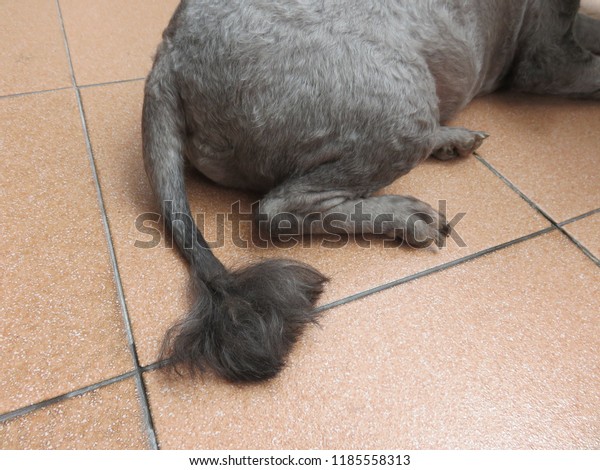 Dog Grooming Home Short Hair Long Stock Image Download Now