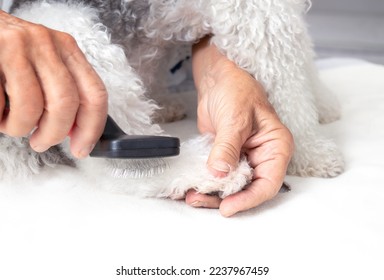 Dog grooming paw in process. Senior woman hands are brushing a white poodle paw. Small fluffy dog sitting on table while being brushed by a professional groomer or pet owner at home. Selective focus. - Powered by Shutterstock