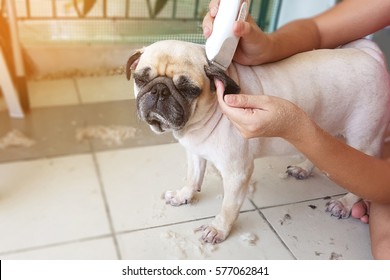 dog grooming - pug getting groomed by shaving fur with owner outside home - Shutterstock ID 577062841